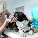 Hund hos veterinæren.